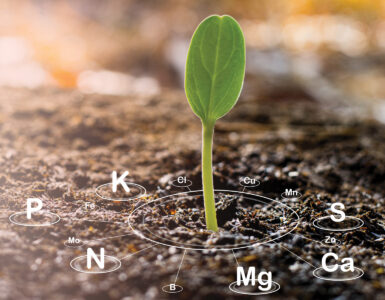 Cation Exchange Capacity: What is CEC in Soil? Image